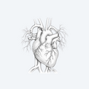 Hart- & Bloedvaten