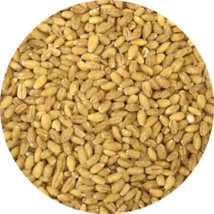 Vitabron Parelgort